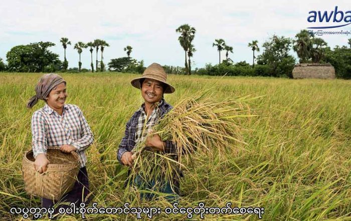Myanma Awba Group Mercy Corps Golden Sunland Labutta paddy farmers