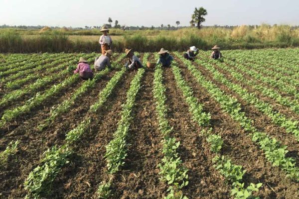 Pantama Seed farmers Myanmar